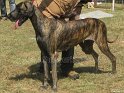 Mannuthy-Thrissur-Dog-Show-2011 (40)